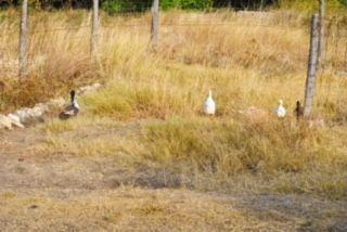 Three ducks are standing in a field of tall grass.