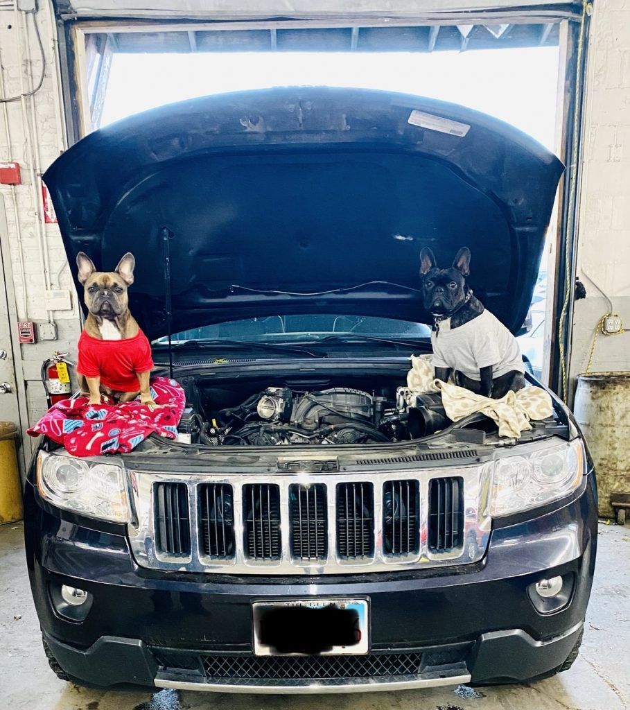 Two French Bulldogs in sweaters sit inside the open hood of a car in a garage. | Loyola Service