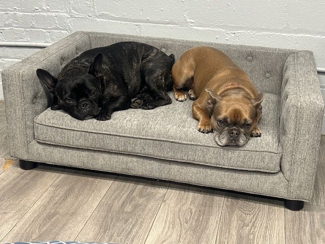 Dogs in the waiting area | Loyola Service