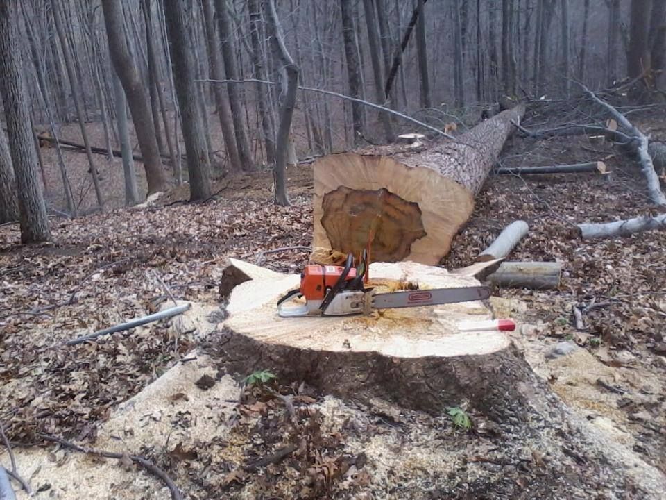 A chainsaw is sitting on top of a tree stump in the woods.