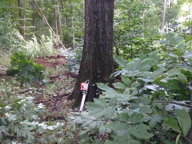 jneutzel forestry service chainsaw against tree