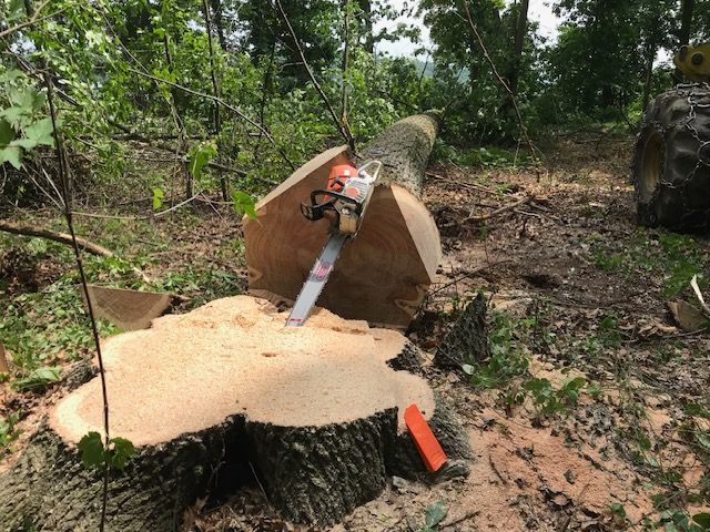  jneutzel forestry service chainsaw and cut tree