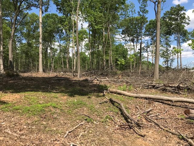  jneutzel forestry service tree harvest