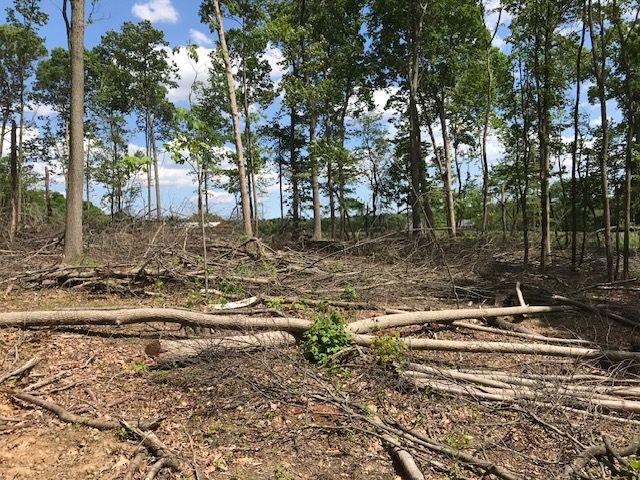  jneutzel forestry service tree harvest
