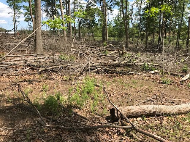  jneutzel forestry service tree harvest