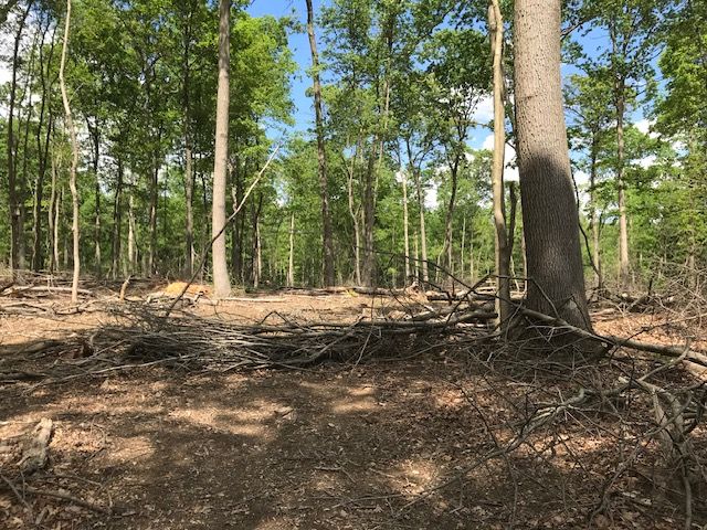  jneutzel forestry service tree harvest