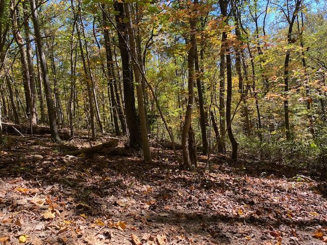 A forest with lots of trees and leaves on the ground