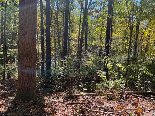 A forest with trees and leaves on the ground