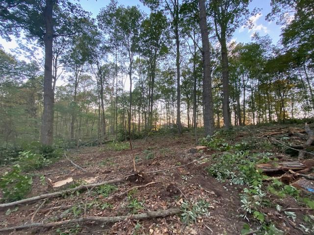 A forest with a lot of trees and branches laying on the ground