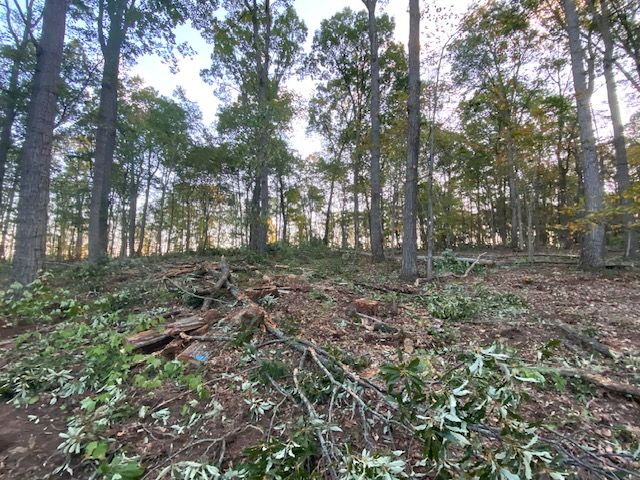  jneutzel forestry service  with clearing starting