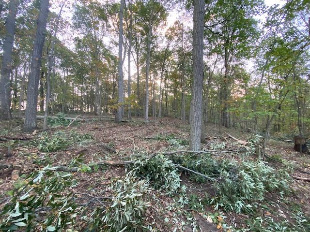  jneutzel forestry service  with clearing starting