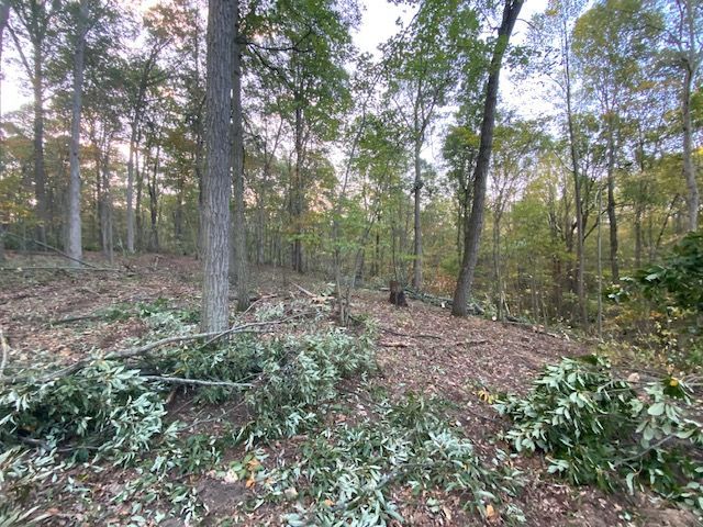  jneutzel forestry service  with clearing starting