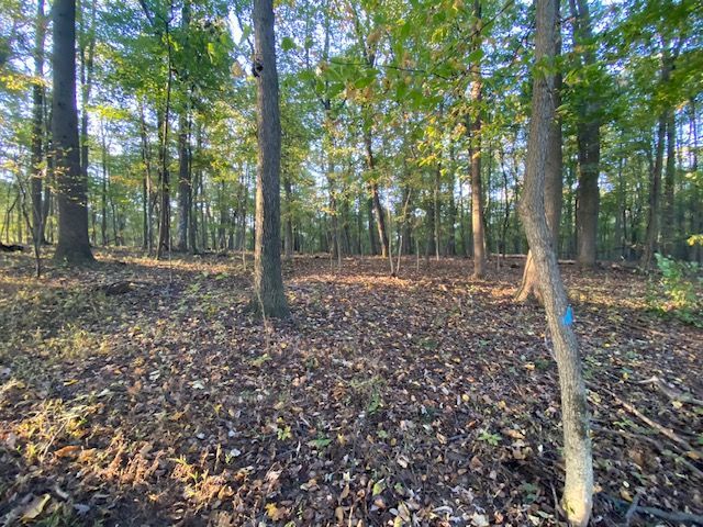  jneutzel forestry service  with clearing starting