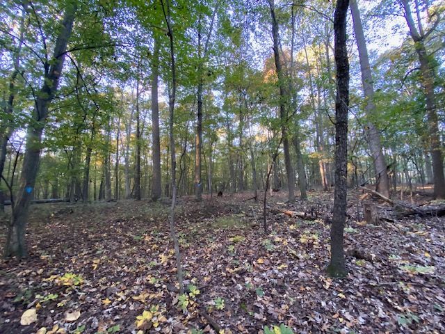 jneutzel forestry service strand with leaves, debris before clearing