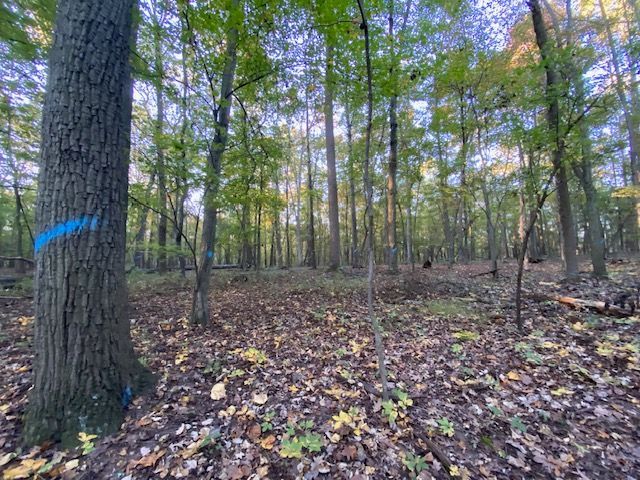  jneutzel forestry service with leaves, hazards before clearing