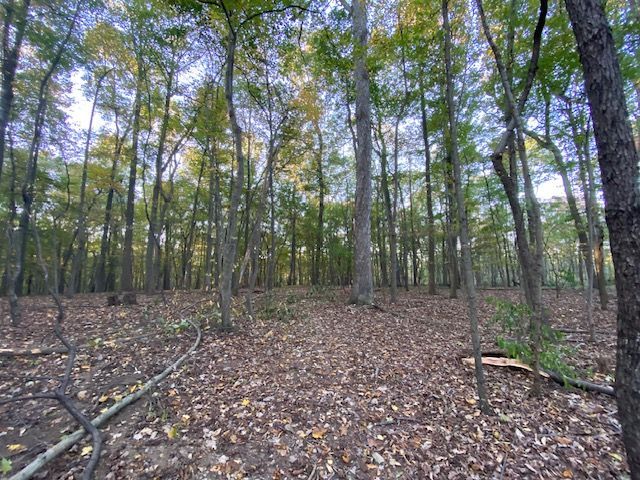  jneutzel forestry service with leaves, hazards before clearing