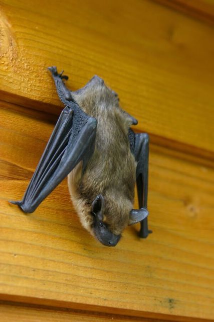 A bat in Wooden wall — Dansville, NY — The Batman