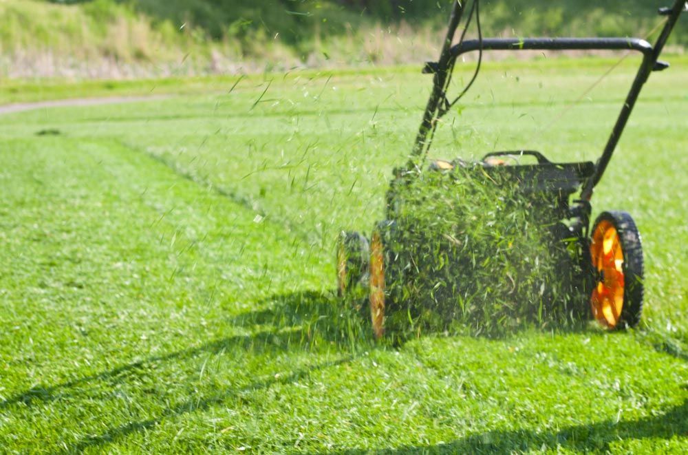 A Person is Mowing a Lush Green Lawn With a Lawn Mower — Great Lakes Mowers & Chainsaws In Tuncurry, NSW