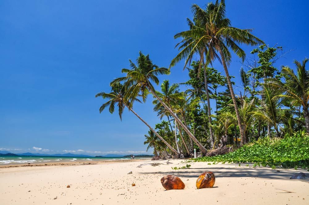 Two Coconuts Are Laying on the Sand on a Tropical Beach — Great Lakes Mowers & Chainsaws In Pacific Palms, NSW