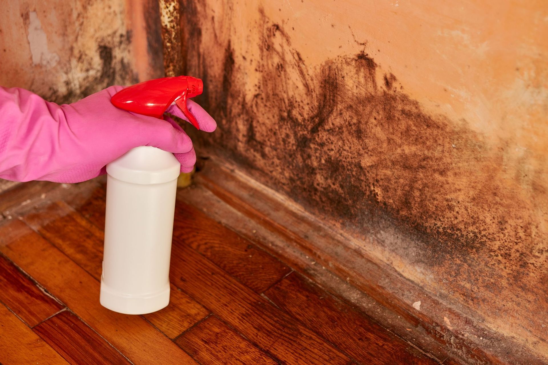 mold remediation