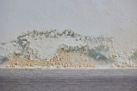 A damaged interior wall showing significant water damage, peeling white paint, and patches of green mold near the floor.