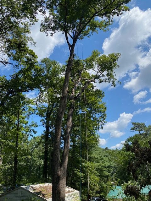 Tall tree with ropes for tree trimming against a blue, cloudy sky.