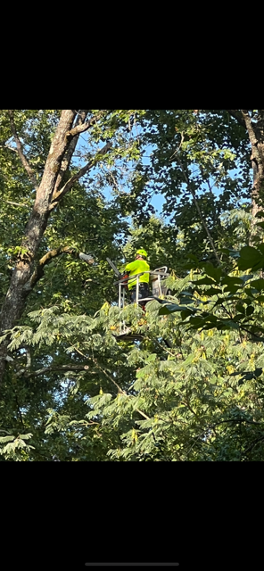 A tree trimmer in a lift working in a tree, wearing a bright yellow safety vest.