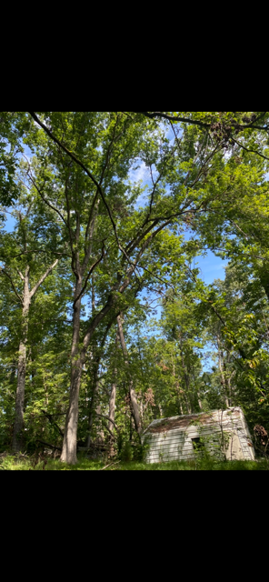 Low-angle view of trees and an old, weathered, white building with a simple roof; the sky peeks through the leaves.