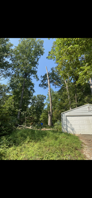 Tall, dead tree stands in a clearing, with a garage to the right and other trees surrounding it.