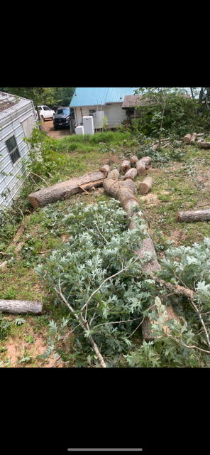 Yard with felled tree and cut logs. House in background, debris scattered on the ground.