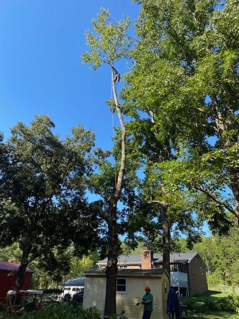 Tree worker aloft in tall tree, felling limbs. Other trees and buildings in the background. Bright blue sky.