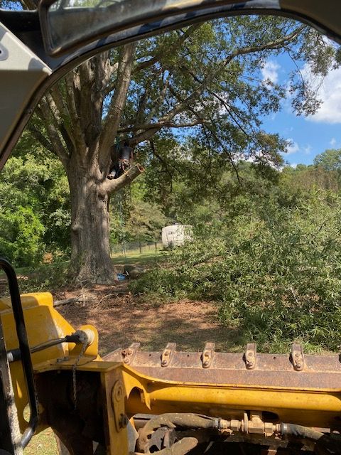 View from a bulldozer cab towards a large tree. Someone is in the tree, with cut branches below.