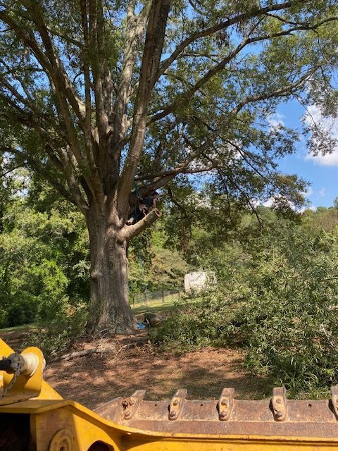 Large tree with a person in it, near a bulldozer.