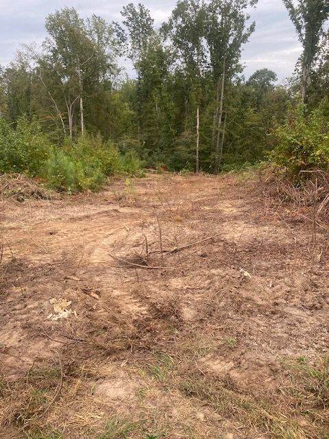 Dirt clearing with brown and green vegetation in a forest setting.