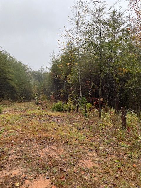 Muddy path through a forest on a cloudy day, with trees and foliage on either side.