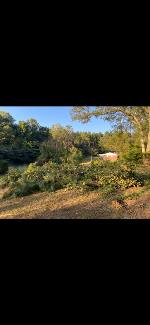A landscape of trees, bushes and a glimpse of a building under a blue sky.
