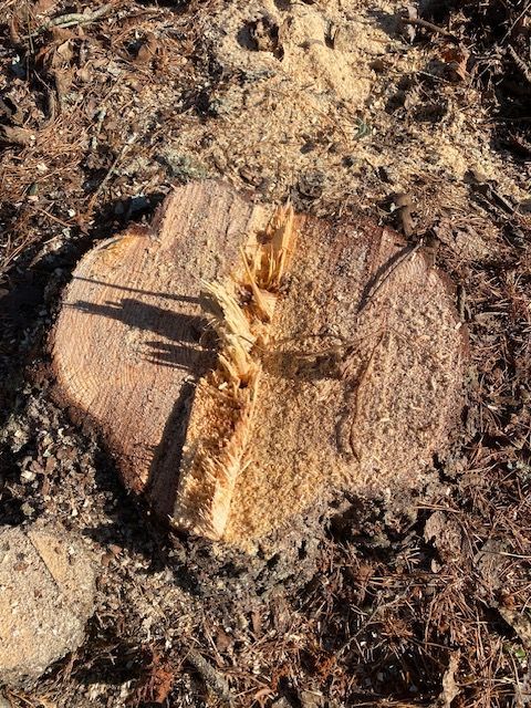 Close-up of a tree stump, showing the textured wood and cut marks, surrounded by wood chips and debris.