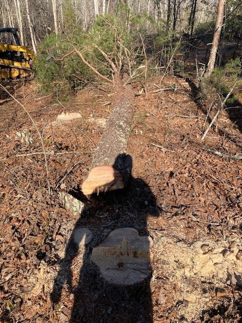 Felled tree on forest floor, sunlight casting long shadow of person holding saw.