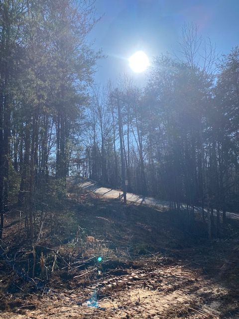 Sun shines through trees in a forest. Ground is bare earth and shadows.