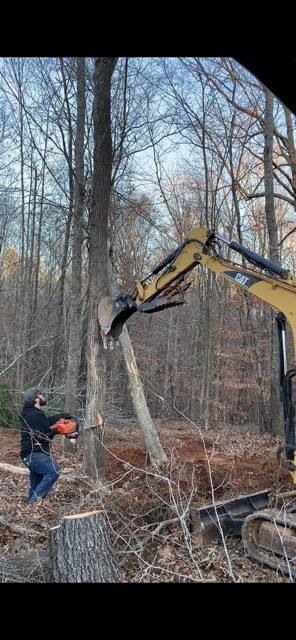 Man cutting tree with chainsaw, excavator holding the tree. Forest in background.