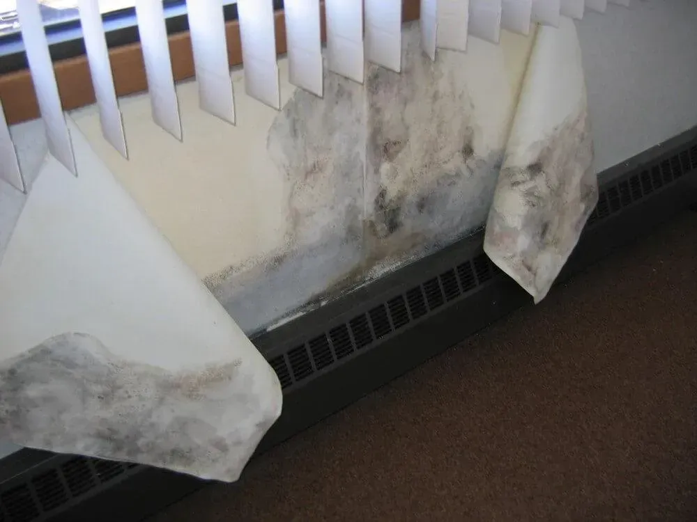 Mold growing on wall behind peeling blinds and a radiator.