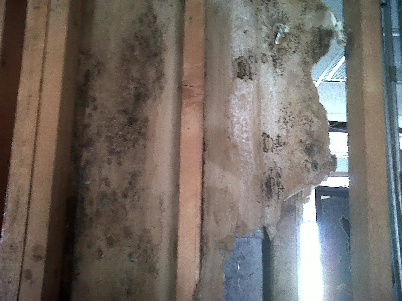 Mold on wall studs, with water-damaged drywall and insulation, in an interior setting.