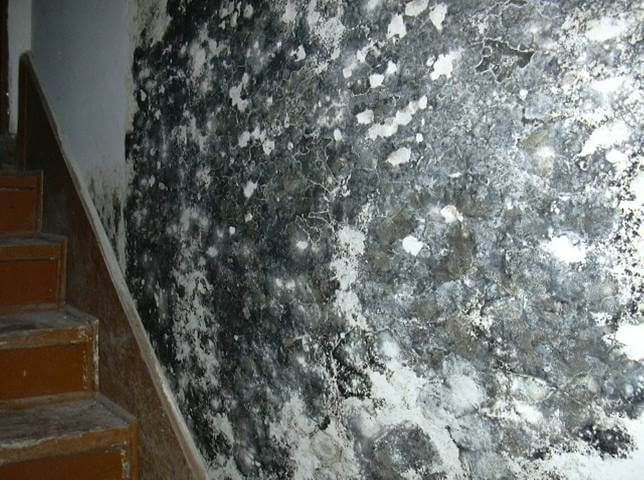Mold growth on a wall next to stairs; black and white patches.