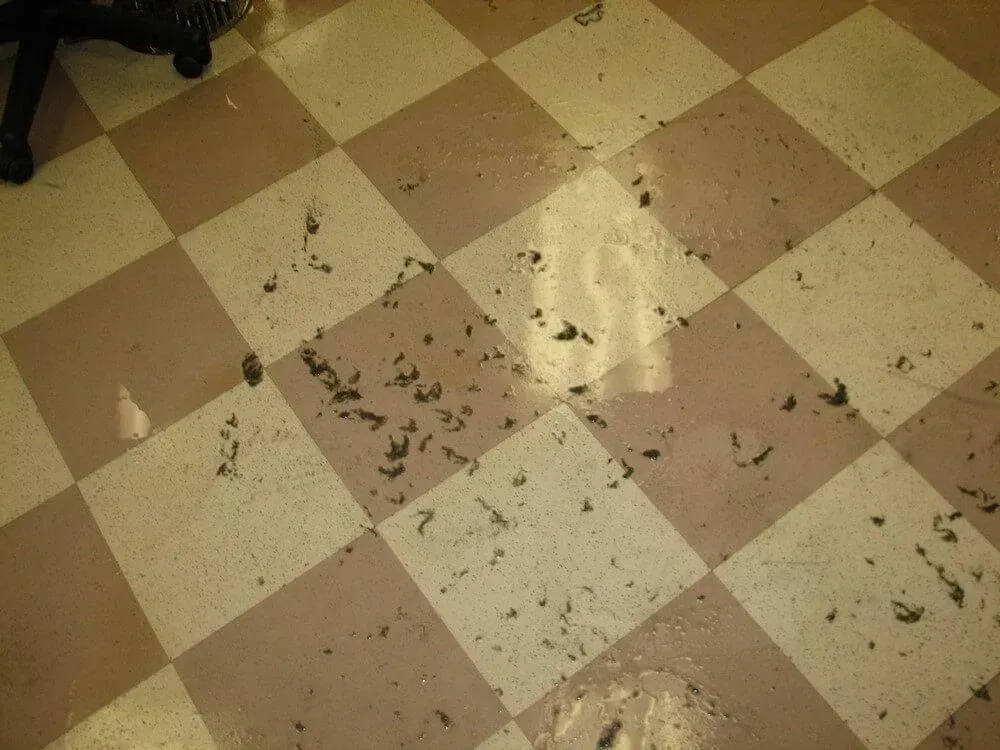 Brown and beige checkered floor scattered with dark debris.