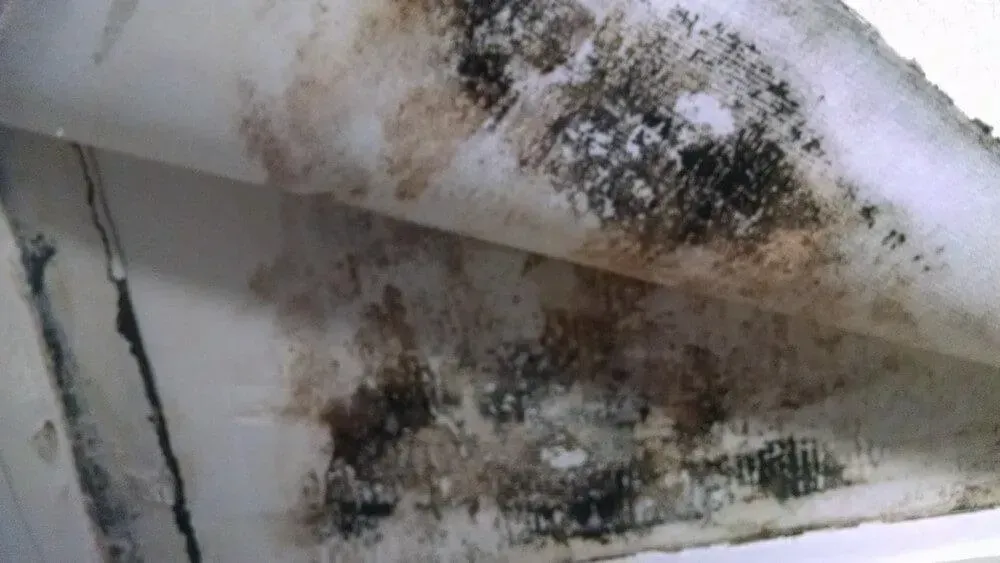 Mold growth on a white surface, with black and brown patches.
