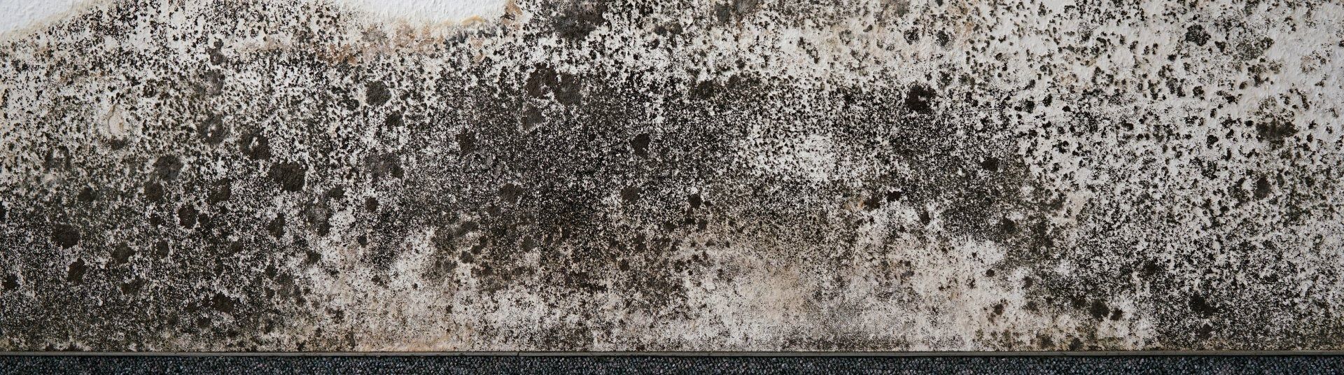 Close-up of a weathered, textured surface with dark gray and off-white patches.