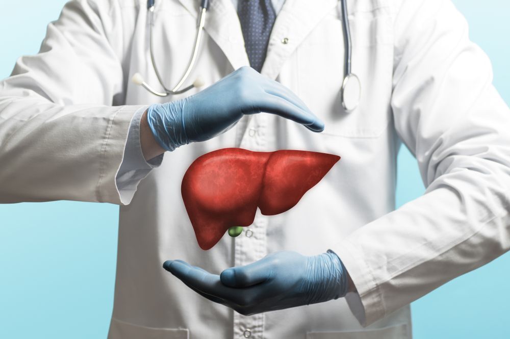 A doctor is holding a model of a liver in his hands.