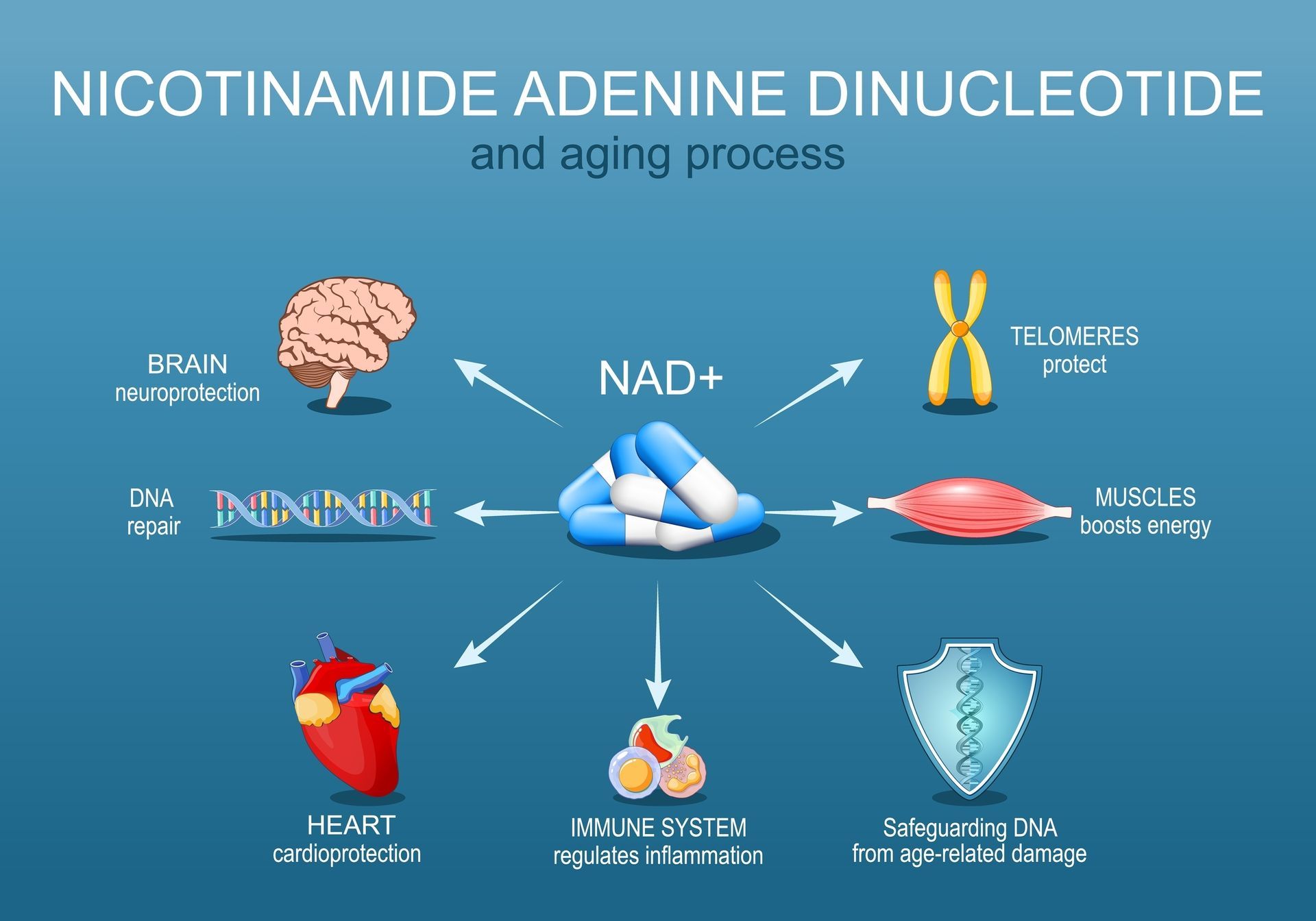 A diagram of the nicotinamide adenine dinucleotide and aging process.