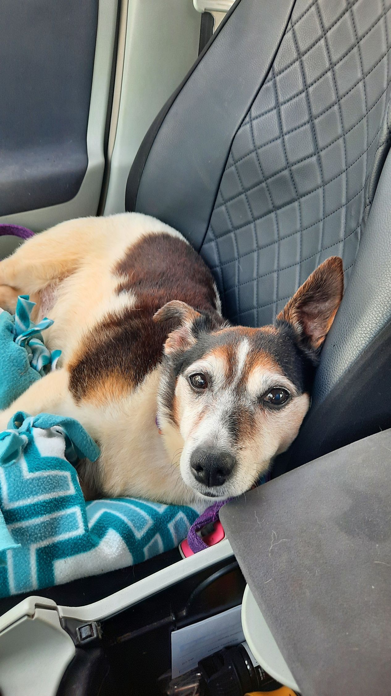 A brown and white dog is laying in a car seat.