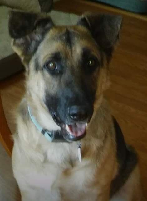 A brown and black dog with a blue collar is sitting on a wooden floor.